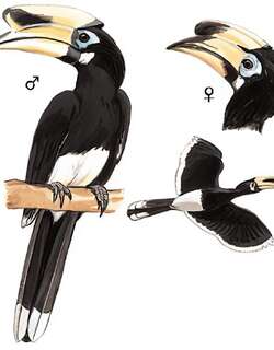 冠斑犀鸟 / Oriental Pied Hornbill / Anthracoceros albirostris