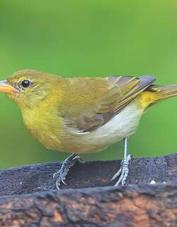 吉拉裸鼻雀 / Guira Tanager / Hemithraupis guira