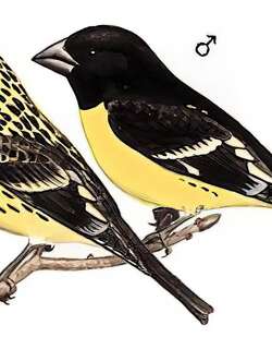 白点翅拟蜡嘴雀 / Spot-winged Grosbeak / Mycerobas melanozanthos