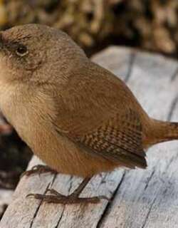 科氏鹪鹩 / Cobb’s Wren / Troglodytes cobbi