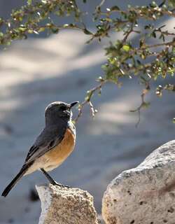 马岛鸲鸫 / Littoral Rock Thrush / Monticola imerina