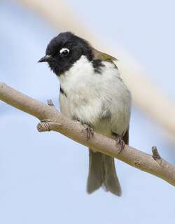 黑头抚蜜鸟 / Black-headed Honeyeater / Melithreptus affinis