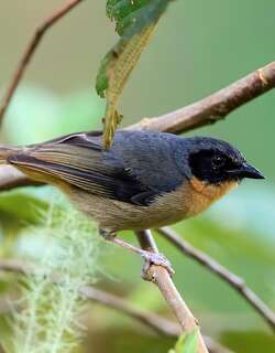 黑耳拟雀 / Black-eared Hemispingus / Sphenopsis melanotis