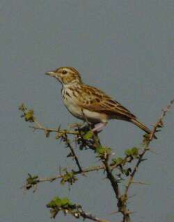 印度歌百灵 / Indian Bush Lark / Mirafra erythroptera