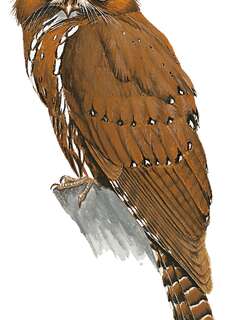 阮氏裸鼻鸱 / Starry Owlet-nightjar / Aegotheles tatei