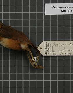 低地鼠莺 / Rusty Mouse-warbler / Origma murina