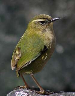 岩异鹩 / New Zealand Rockwren / Xenicus gilviventris