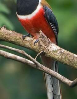黑头咬鹃 / Malabar Trogon / Harpactes fasciatus