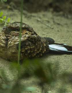 黄领夜鹰 / Buff-collared Nightjar / Antrostomus ridgwayi