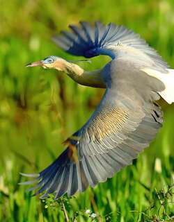 啸鹭 / Whistling Heron / Syrigma sibilatrix