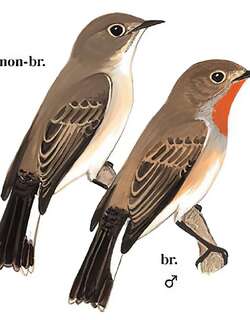红喉姬鹟 / Taiga Flycatcher / Ficedula albicilla