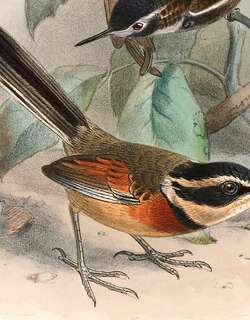 丽月胸窜鸟 / Elegant Crescentchest / Melanopareia elegans