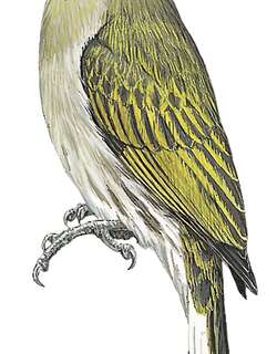 西非响蜜䴕 / Willcocks’s Honeyguide / Indicator willcocksi