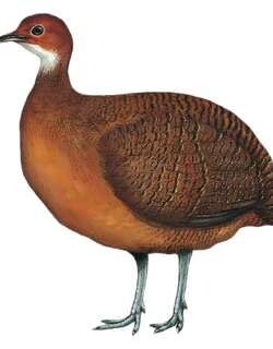 茶胸林䳍 / Tawny-breasted Tinamou / Nothocercus julius