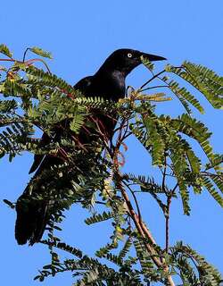 黑拟八哥 / Greater Antillean Grackle / Quiscalus niger