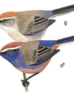 花彩雀莺 / White-browed Tit-warbler / Leptopoecile sophiae