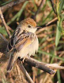 棕翅扇尾莺 / Rufous-winged Cisticola / Cisticola galactotes
