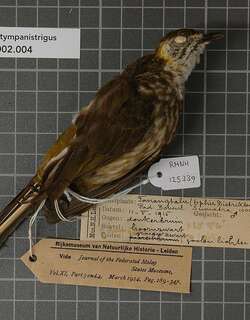 绿冠鹎 / Spot-necked Bulbul / Alcurus tympanistrigus