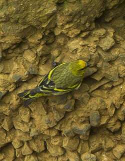 黄顶丝雀 / Yellow-crowned Canary / Serinus flavivertex