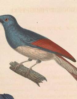 棕翅王鵙 / Rufous-winged Philentoma / Philentoma pyrhoptera