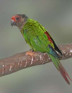 赤额鹦哥 / Rose-fronted Parakeet / Pyrrhura roseifrons