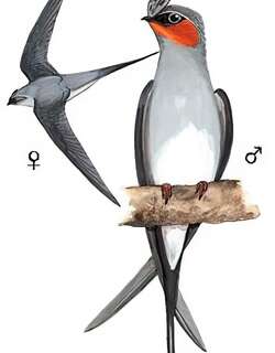 凤头树燕 / Crested Treeswift / Hemiprocne coronata