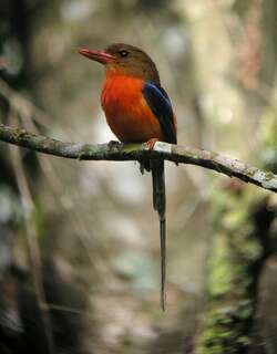 褐背仙翡翠 / Brown-headed Paradise Kingfisher / Tanysiptera danae