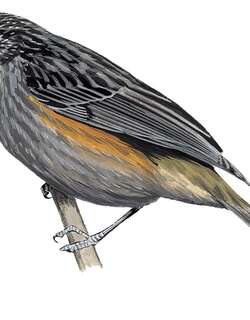 红胁嗜蜜鸟 / Rufous-sided Honeyeater / Ptiloprora erythropleura
