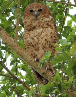 横斑渔鸮 / Pel’s Fishing Owl / Scotopelia peli