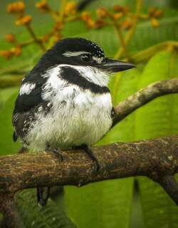 杂色蓬头䴕 / Pied Puffbird / Notharchus tectus