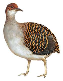 斑穴䳍 / Barred Tinamou / Crypturellus casiquiare