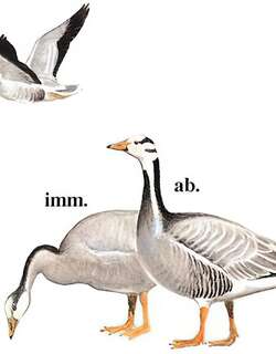 斑头雁 / Bar-headed Goose / Anser indicus