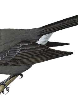 萨摩扇尾鹟 / Samoan Fantail / Rhipidura nebulosa