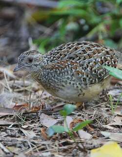 彩三趾鹑 / Painted Buttonquail / Turnix varius