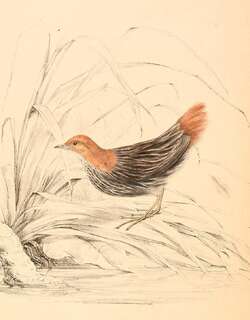 栗尾侏秧鸡 / Striped Flufftail / Sarothrura affinis