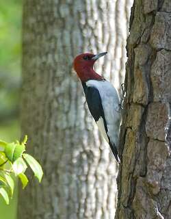 红头啄木鸟 / Red-headed Woodpecker / Melanerpes erythrocephalus