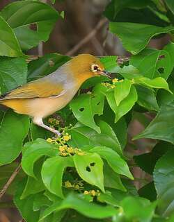 灰胸绣眼鸟 / Silvereye / Zosterops lateralis