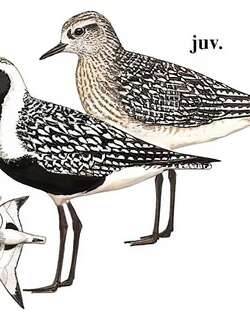 灰斑鸻 / Grey Plover / Pluvialis squatarola
