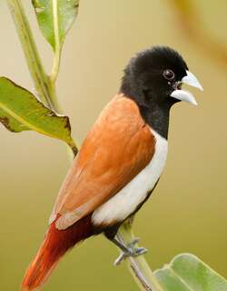 黑头文鸟 / Tricolored Munia / Lonchura malacca