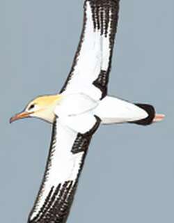 短尾信天翁 / Short-tailed Albatross / Phoebastria albatrus