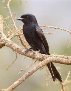 叉尾卷尾 / Fork-tailed Drongo / Dicrurus adsimilis