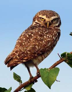 穴小鸮 / Burrowing Owl / Athene cunicularia