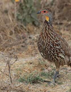 黄颈裸喉鹧鸪 / Yellow-necked Spurfowl / Pternistis leucoscepus