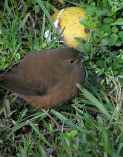 红胁火尾雀 / Mountain Firetail / Oreostruthus fuliginosus