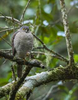 马岛雀鹰 / Madagascan Sparrowhawk / Accipiter madagascariensis