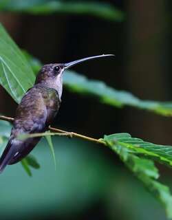 白髯隐蜂鸟 / White-bearded Hermit / Phaethornis hispidus