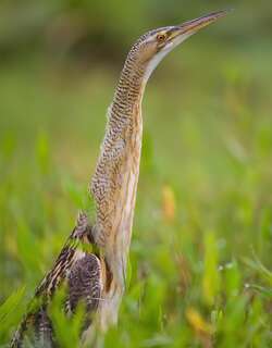 大嘴麻鳽 / Pinnated Bittern / Botaurus pinnatus