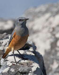 哨声矶鸫 / Sentinel Rock Thrush / Monticola explorator