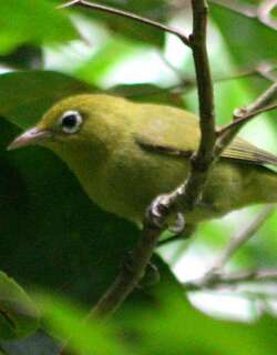 路易绣眼鸟 / Louisiade White-eye / Zosterops griseotinctus