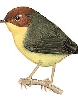 栗头地莺 / Chestnut-headed Tesia / Cettia castaneocoronata